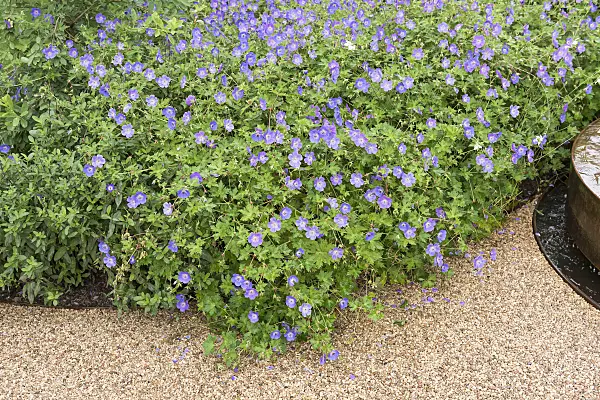 616395 - Cranesbill (Geranium wallichianum 'Rozanne')