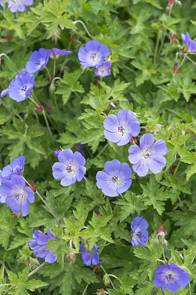 651299 - Cranesbill (Geranium wallichianum 'Rozanne')