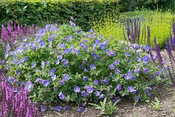 664151 - Cranesbill (Geranium wallichianum 'Rozanne')