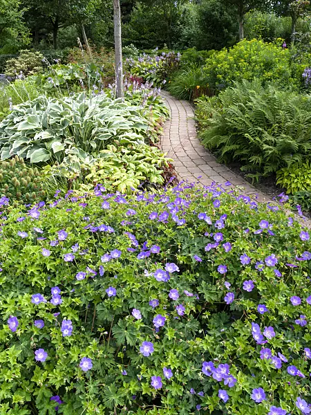 462108 - Cranesbill (Geranium wallichianum 'Rozanne') and plantain lily (Hosta)