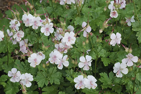 472182 - Cranesbill (Geranium x cantabrigiense 'Biokovo')