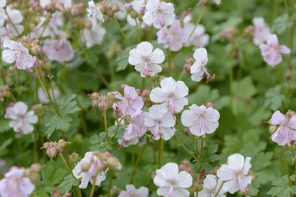 575109 - Cranesbill (Geranium x cantabrigiense 'Biokovo')