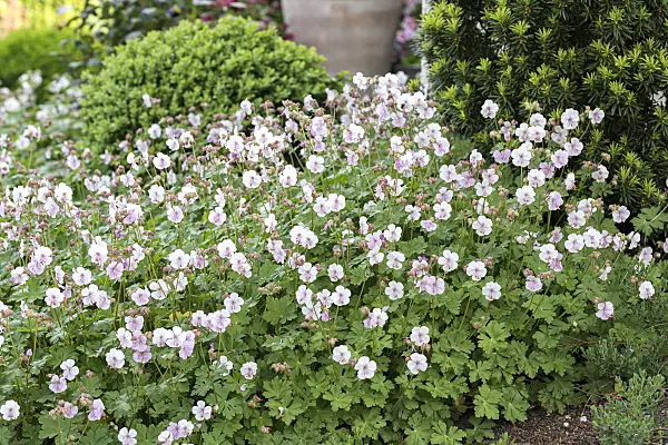 651306 - Cranesbill (Geranium x cantabrigiense 'Biokovo')