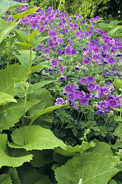 390174 - Cranesbill (Geranium x magnificum)