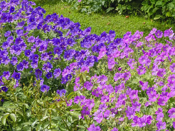 426052 - Cranesbill (Geranium x magnificum)