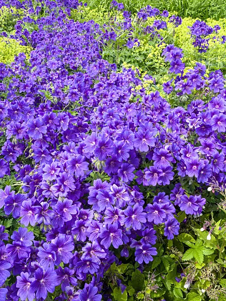426098 - Cranesbill (Geranium x magnificum)