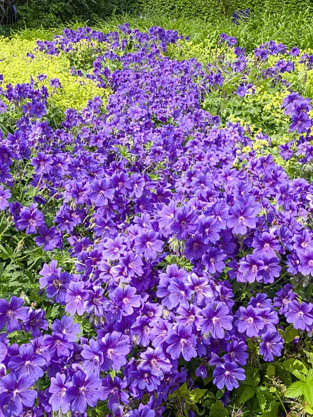 426099 - Cranesbill (Geranium x magnificum)