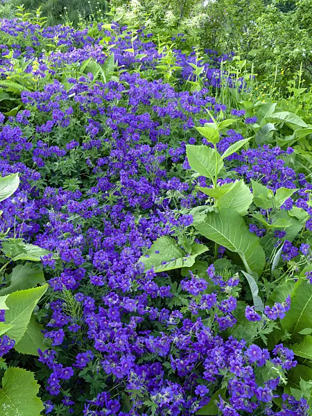 438227 - Cranesbill (Geranium x magnificum)