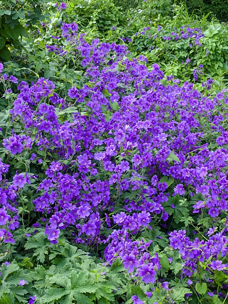 449011 - Cranesbill (Geranium x magnificum)