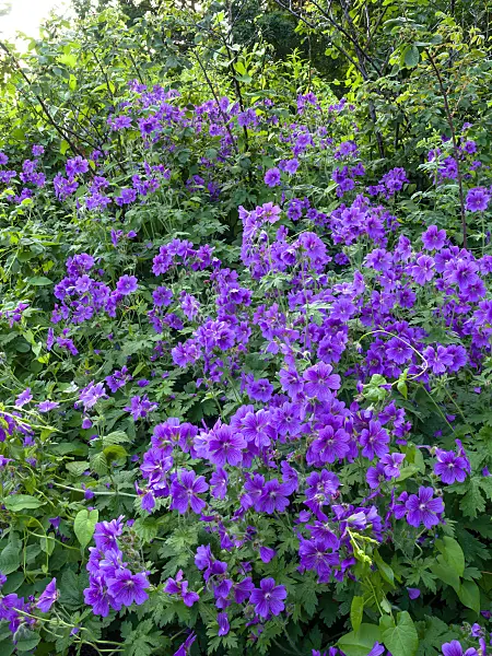 449012 - Cranesbill (Geranium x magnificum)