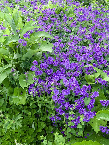 449013 - Cranesbill (Geranium x magnificum)