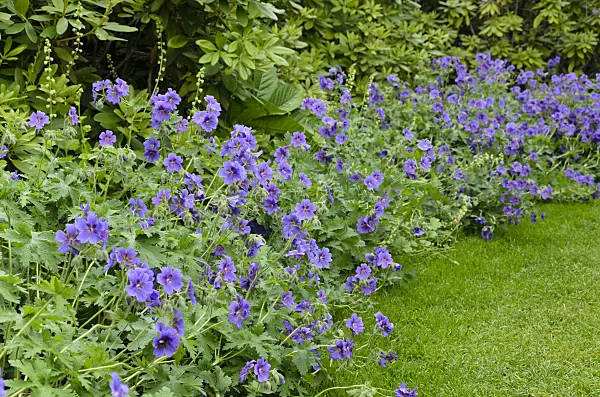 496305 - Cranesbill (Geranium x magnificum)