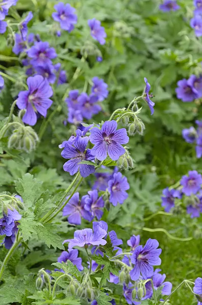 496306 - Cranesbill (Geranium x magnificum)