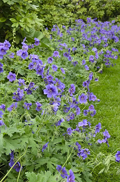 496307 - Cranesbill (Geranium x magnificum)