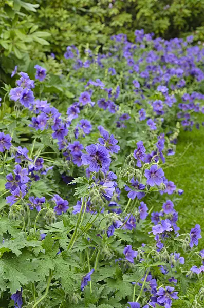496308 - Cranesbill (Geranium x magnificum)
