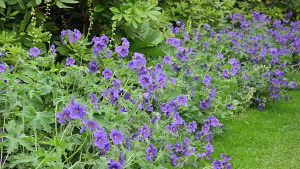 496317 - Cranesbill (Geranium x magnificum)