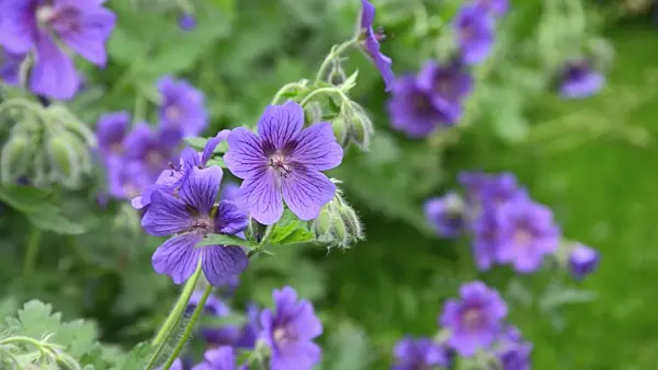 496318 - Cranesbill (Geranium x magnificum)