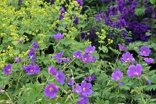 440208 - Cranesbill (Geranium x magnificum) and lady's mantle (Alchemilla mollis)