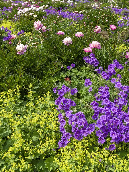 426055 - Cranesbill (Geranium x magnificum), lady's mantle (Alchemilla mollis) and peony (Paeonia)