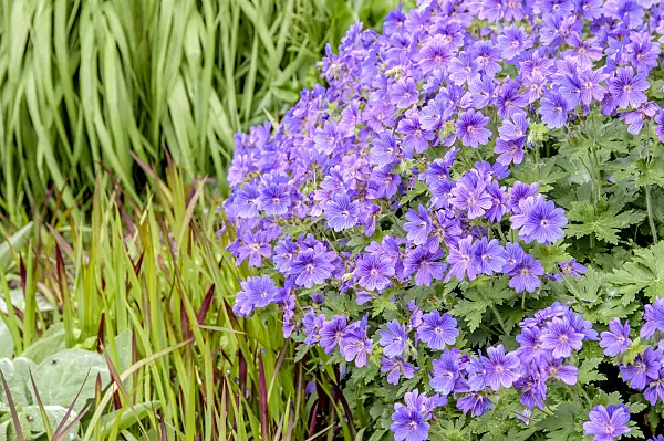 593088 - Cranesbill (Geranium x magnificum 'Rosemoor')