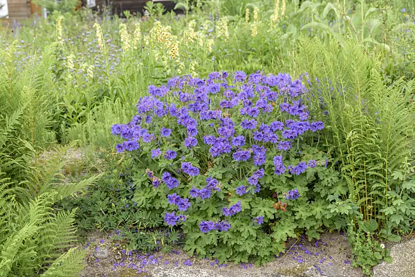 607053 - Cranesbill (Geranium x magnificum 'Rosemoor')