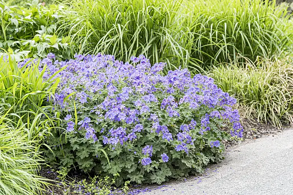651307 - Cranesbill (Geranium x magnificum 'Rosemoor')