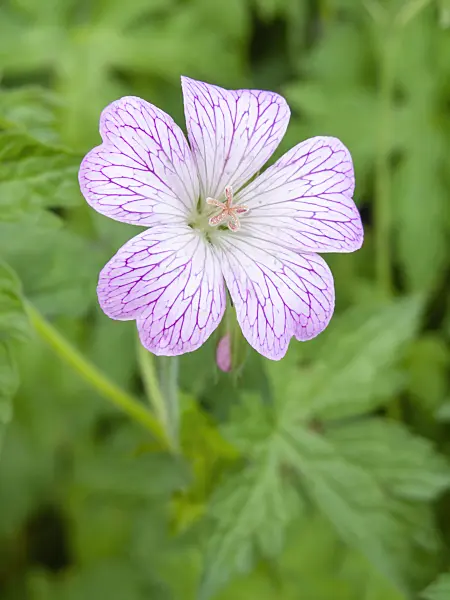 426105 - Cranesbill (Geranium x oxonianum 'Hollywood')