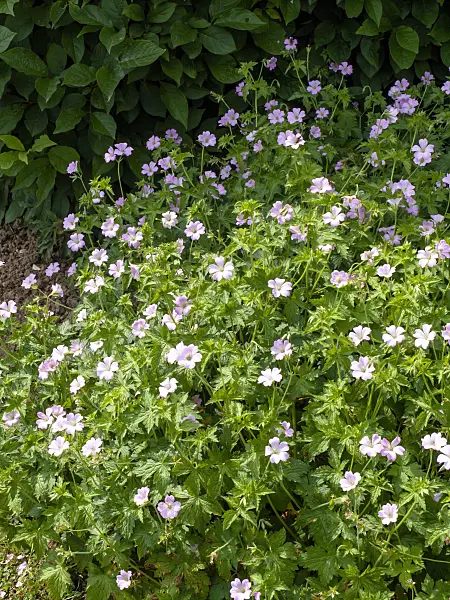 426106 - Cranesbill (Geranium x oxonianum 'Hollywood')