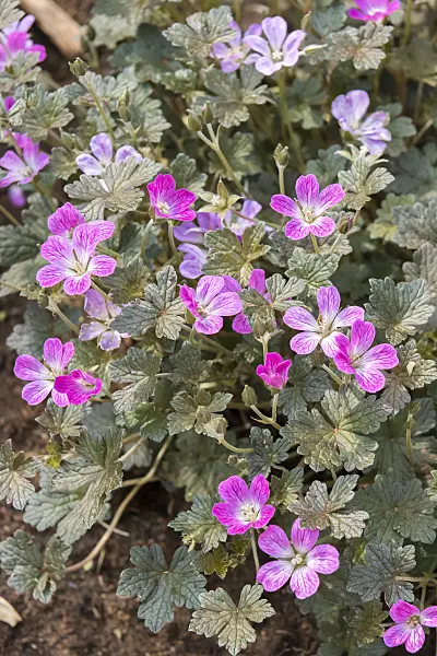 638105 - Cranesbill (Geranium x oxonianum 'Orkney Cherry')