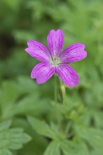 511315 - Cranesbill (Geranium x oxonianum 'Phoebe Noble')