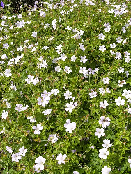 426108 - Cranesbill (Geranium x oxonianum 'Rebecca Moss')