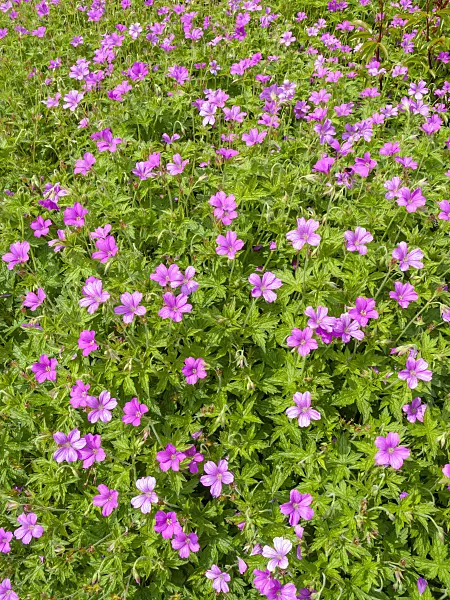 426107 - Cranesbill (Geranium x oxonianum 'Rödbylund')