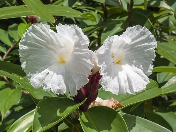 411258 - Crape ginger (Costus speciosus)