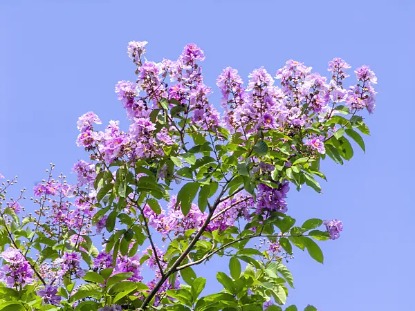 434255 - Crape myrtle (Lagerstroemia)