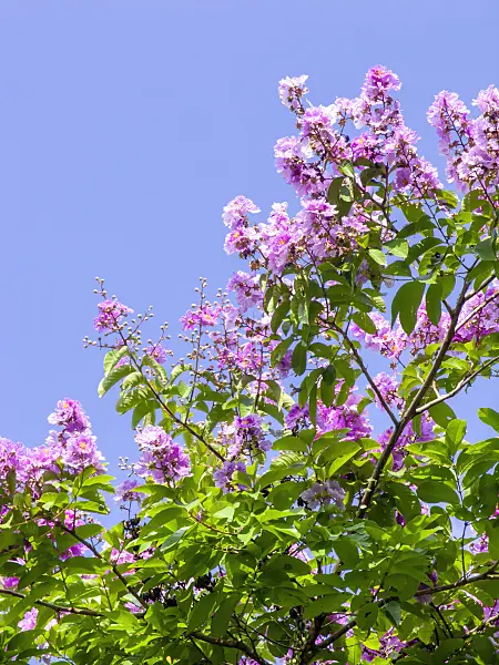 434256 - Crape myrtle (Lagerstroemia)