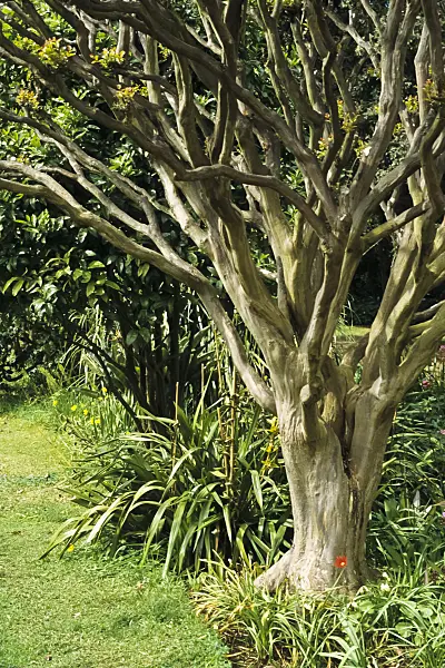 388134 - Crape myrtle (Lagerstroemia indica)