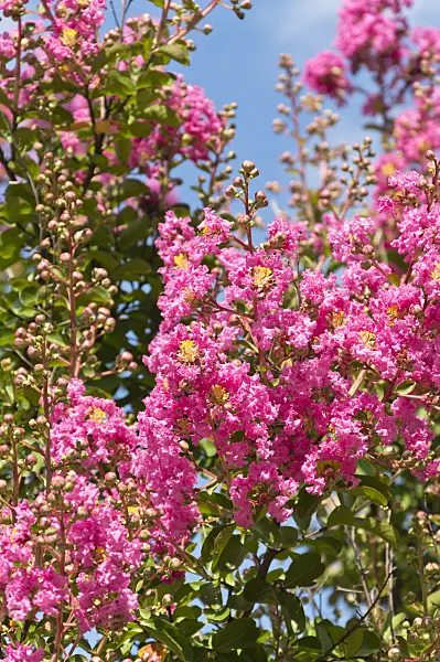 511145 - Crape myrtle (Lagerstroemia indica)