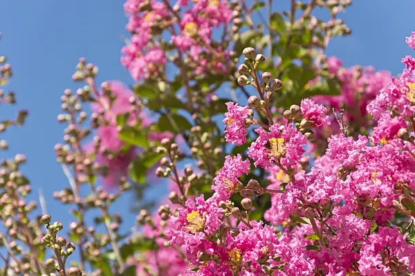 511146 - Crape myrtle (Lagerstroemia indica)