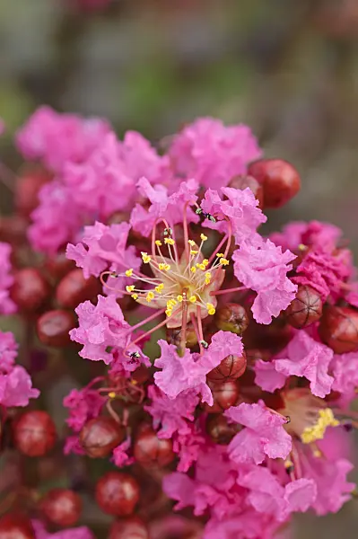 475193 - Crape myrtle (Lagerstroemia indica 'Nana Lavender')