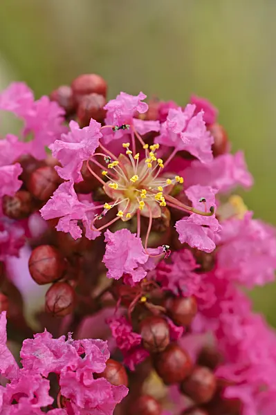 475194 - Crape myrtle (Lagerstroemia indica 'Nana Lavender')