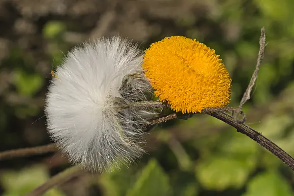 597029 - Crassocephalum vitellinum