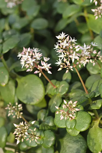 470016 - Crassula multicava