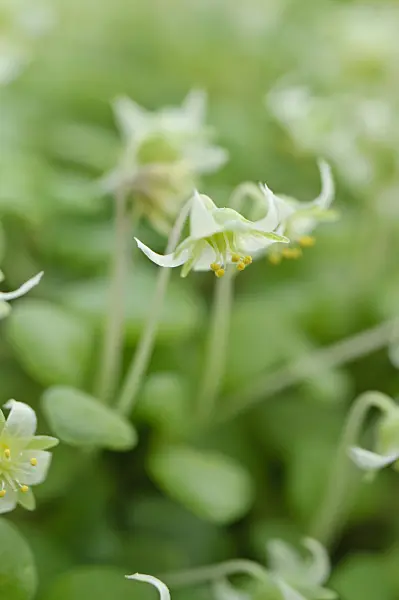 480022 - Crassula nemorosa