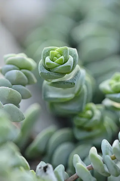 529084 - Crassula rupestris