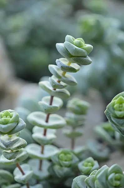 529085 - Crassula rupestris