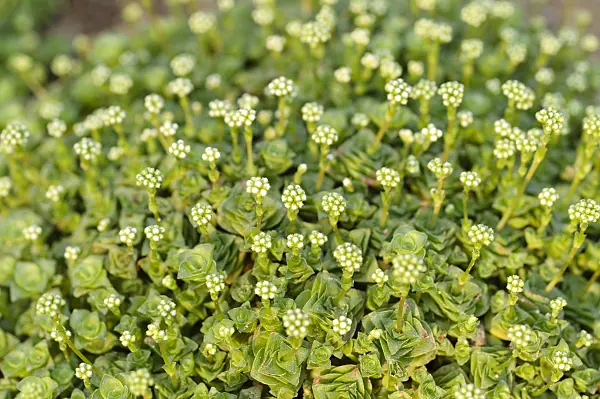 480005 - Crassula socialis