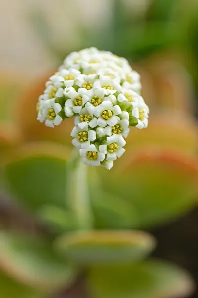 480021 - Crassula swaziensis