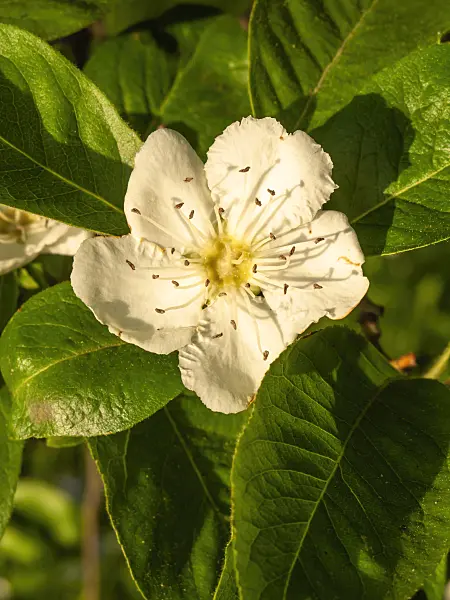 425061 - Crataegomespilus grandiflorus