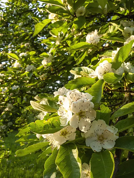 425062 - Crataegomespilus grandiflorus