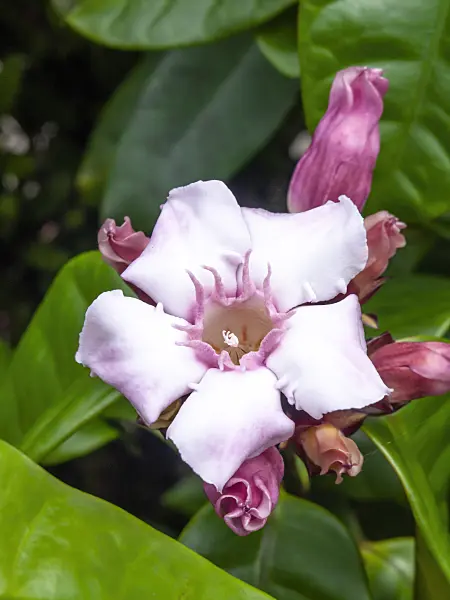 434345 - Cream fruit (Strophanthus gratus)